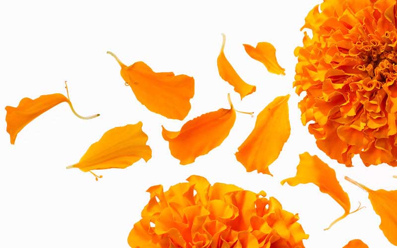 Dried Marigold Flowers